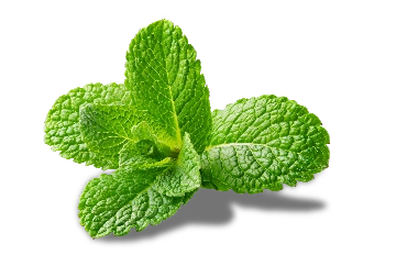 2025年フィリピンベイプ市場規模グラフ vape juice wholesale philippines